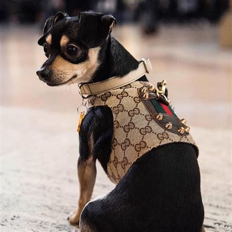 gucci inspired dog clothes|designer clothes for small dogs.